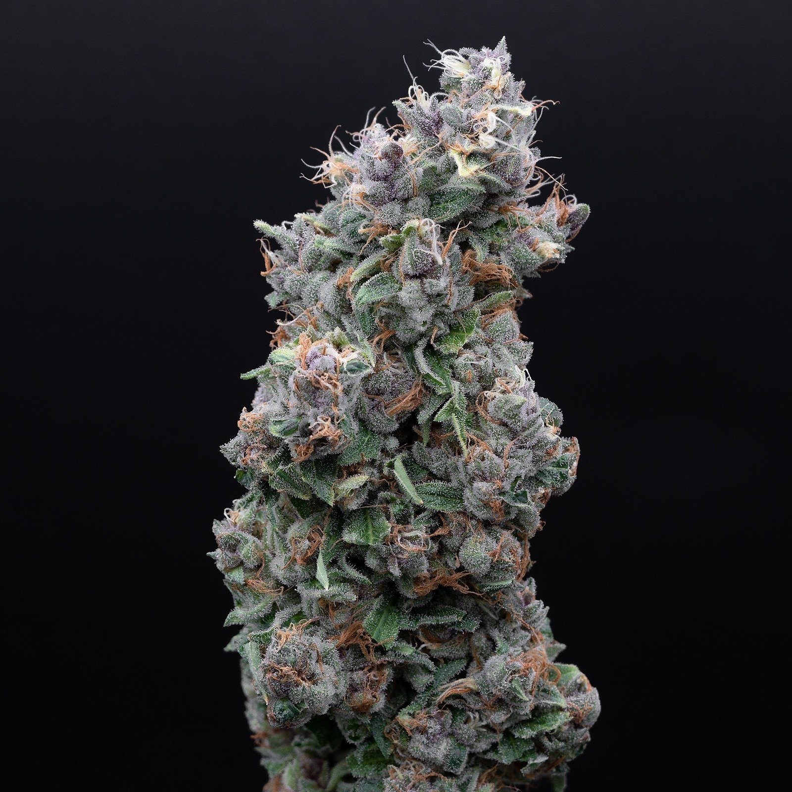8pu7ZuIbS2yHuwf85mNE_illicit-flower-prepacked-eighth-gorilla-pie-4